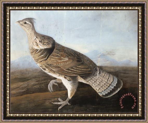 John James Audubon Audubon Ruffed Goose C 1812 Framed Painting