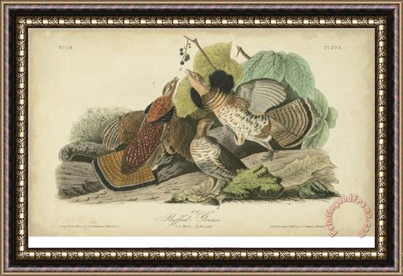 John James Audubon Audubon Ruffed Grouse Framed Print