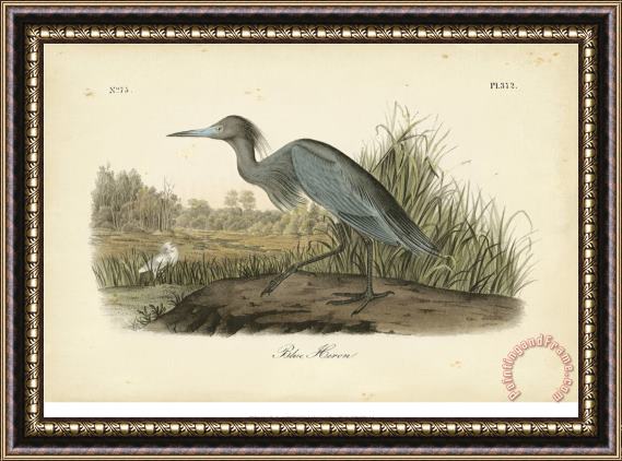 John James Audubon Audubon S Blue Heron Framed Print