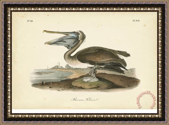 John James Audubon Audubon S Brown Pelican Framed Painting