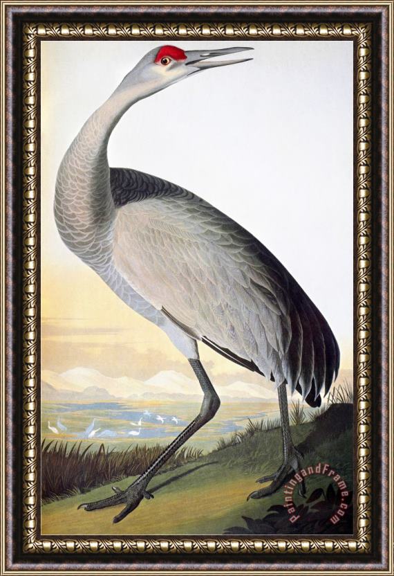 John James Audubon Audubon Sandhill Crane Framed Painting