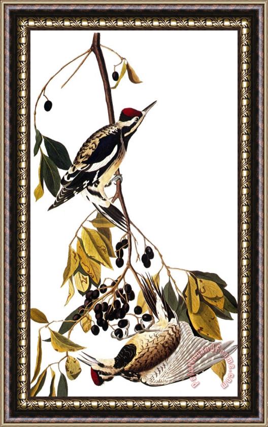 John James Audubon Audubon Sapsucker 1827 38 Framed Print