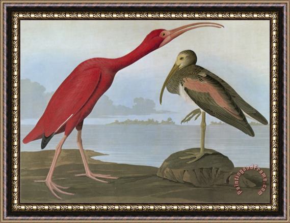John James Audubon Audubon Scarlet Ibis Framed Print