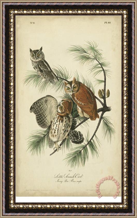 John James Audubon Audubon Screech Owl Framed Painting