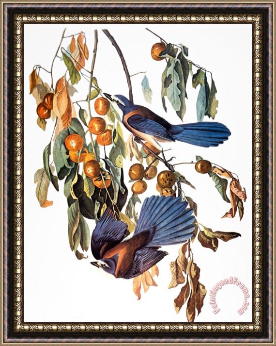 John James Audubon Audubon Scrub Jay 1827 38 Framed Print