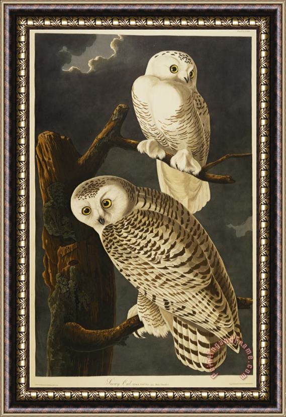 John James Audubon Audubon Snowy Owl Framed Painting