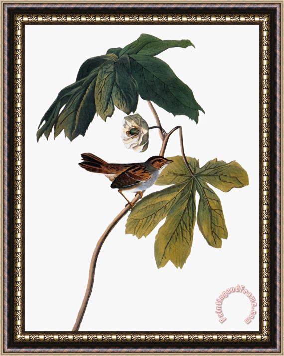 John James Audubon Audubon Sparrow 1827 38 Framed Painting
