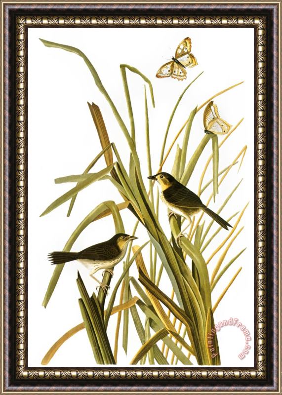 John James Audubon Audubon Sparrow 1827 Framed Painting