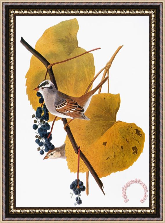 John James Audubon Audubon Sparrow Framed Painting