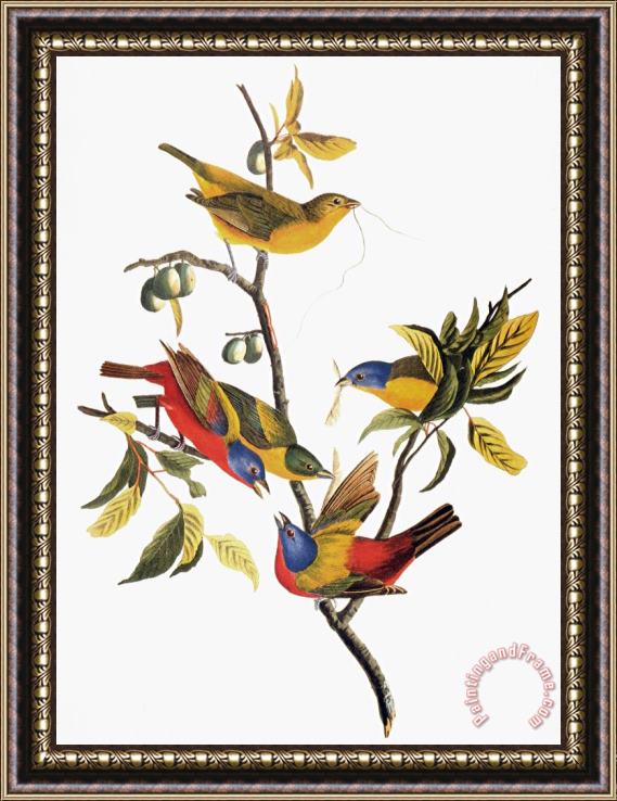 John James Audubon Audubon Sparrows Framed Print