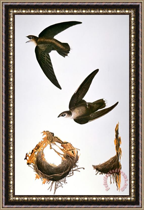 John James Audubon Audubon Swift Framed Painting