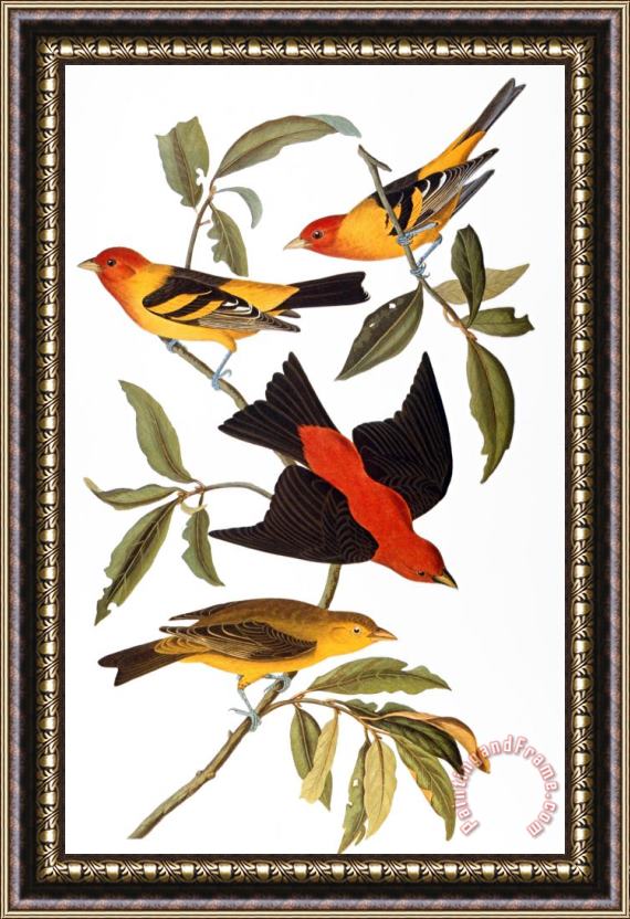 John James Audubon Audubon Tanager 1827 Framed Print