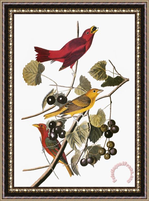 John James Audubon Audubon Tanager Framed Print