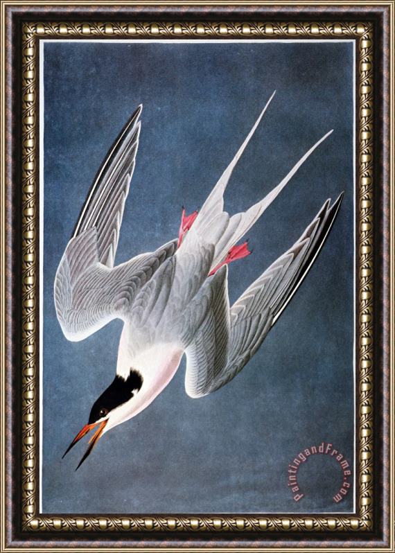 John James Audubon Audubon Tern Framed Painting