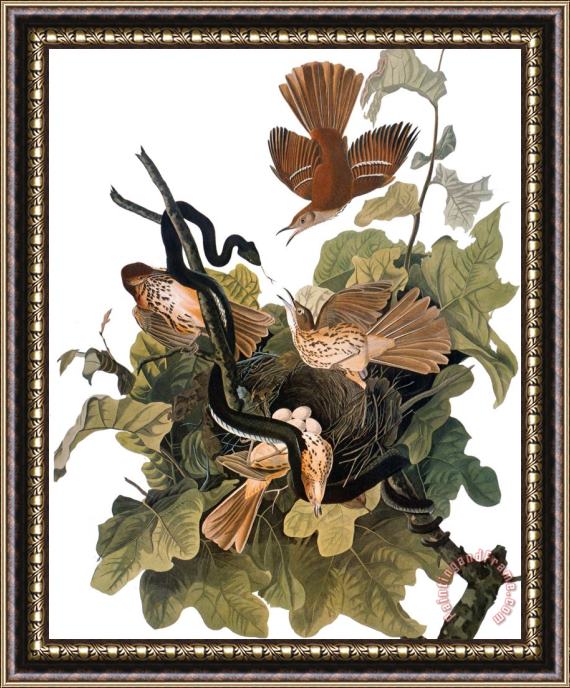 John James Audubon Audubon Thrasher Framed Painting