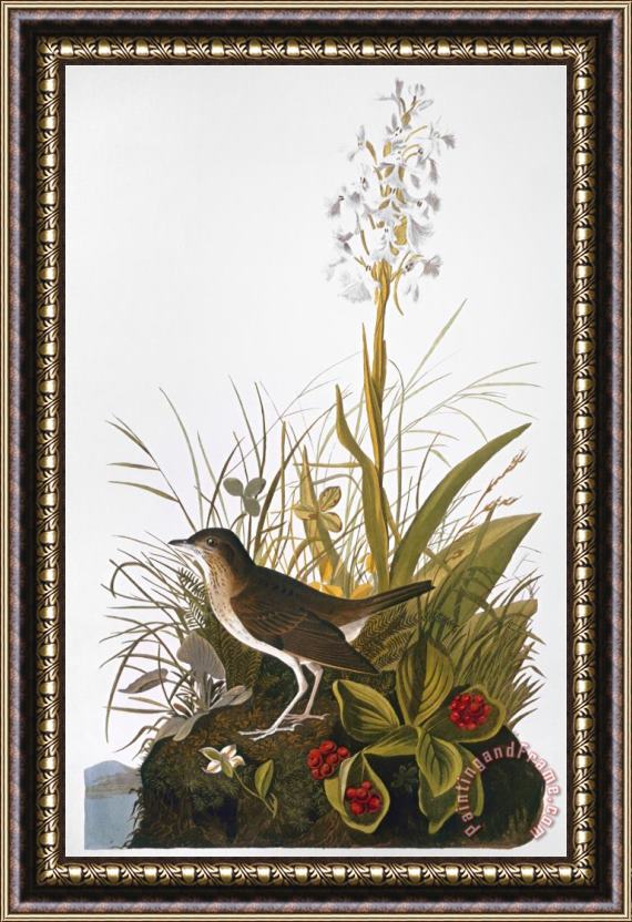 John James Audubon Audubon Thrush Framed Painting
