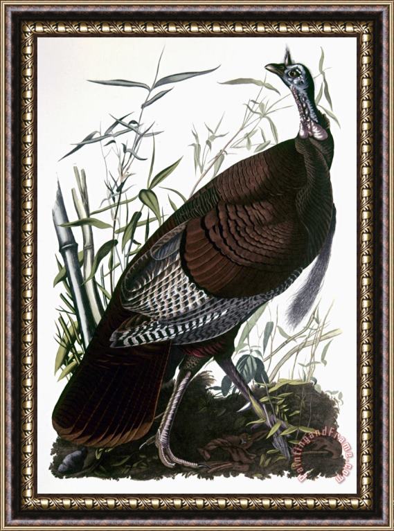 John James Audubon Audubon Turkey Framed Painting