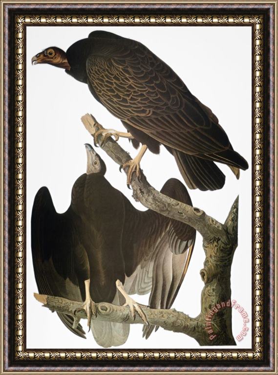 John James Audubon Audubon Turkey Vulture Framed Print
