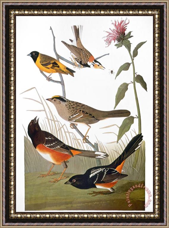 John James Audubon Audubon Various Birds Framed Print