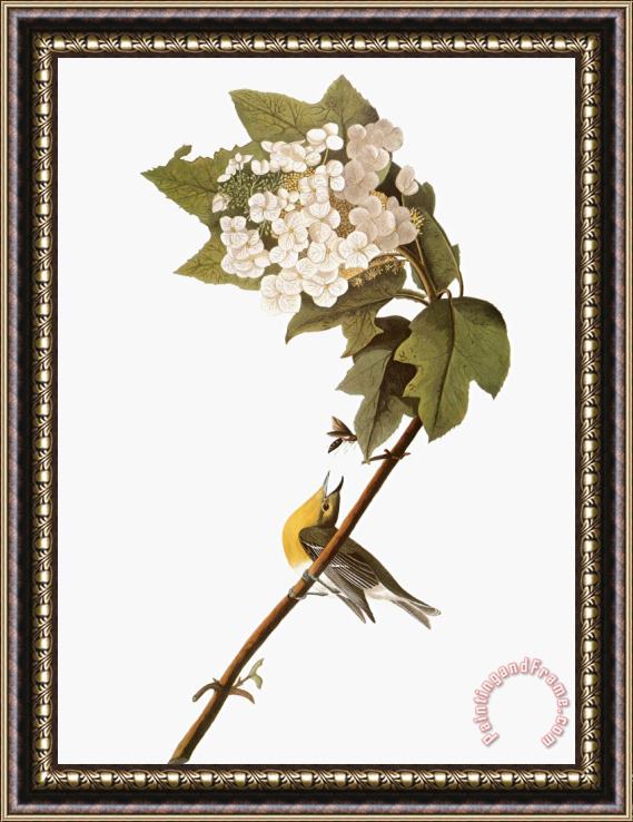 John James Audubon Audubon Warbler 1827 38 Framed Painting