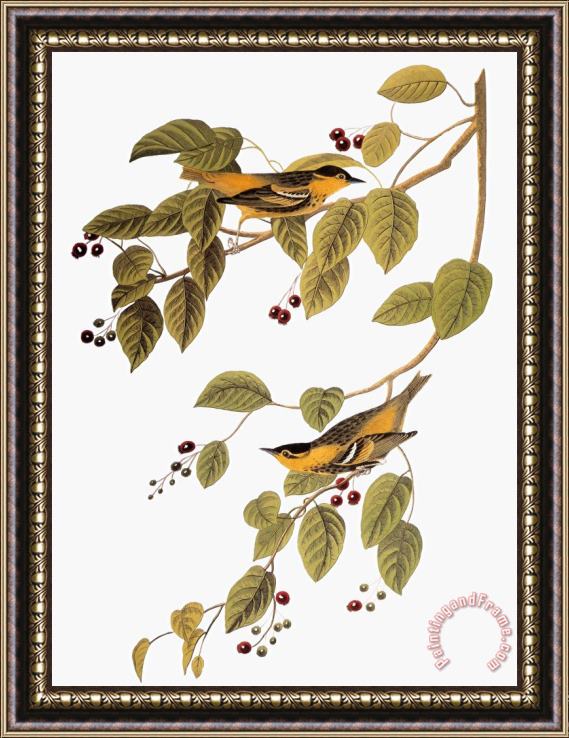 John James Audubon Audubon Warbler Framed Painting
