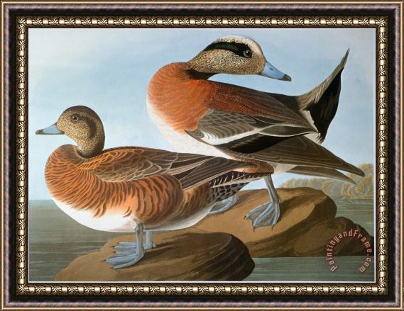 John James Audubon Audubon Wigeon 1827 38 Framed Painting