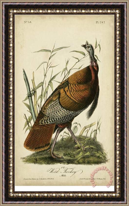 John James Audubon Audubon Wild Turkey Framed Painting