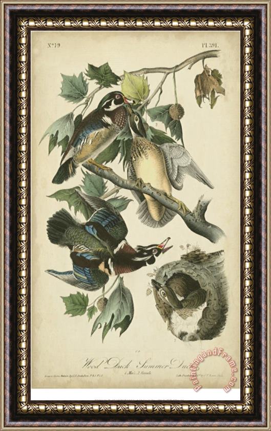 John James Audubon Audubon Wood Duck Framed Print