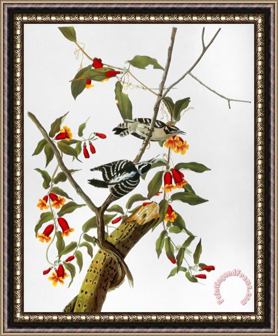 John James Audubon Audubon Woodpecker 1827 Framed Print