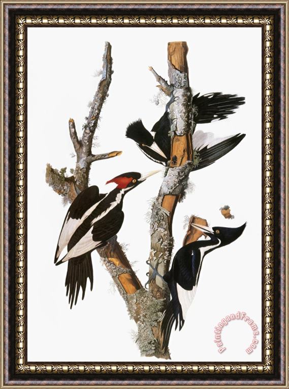 John James Audubon Audubon Woodpecker Framed Painting
