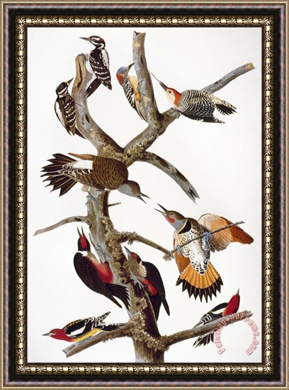 John James Audubon Audubon Woodpeckers Framed Print