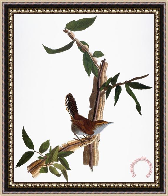 John James Audubon Audubon Wren 1827 38 Framed Print
