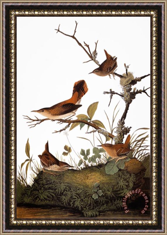John James Audubon Audubon Wren Framed Painting