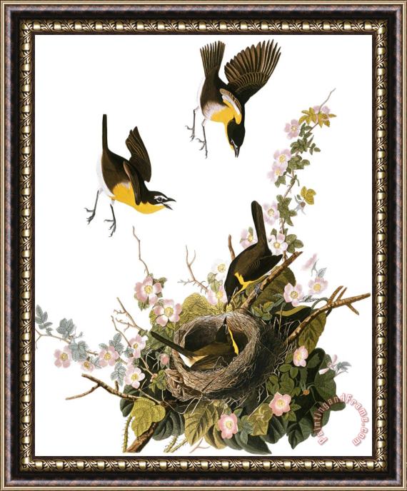 John James Audubon Audubon Yellow Chat Framed Painting