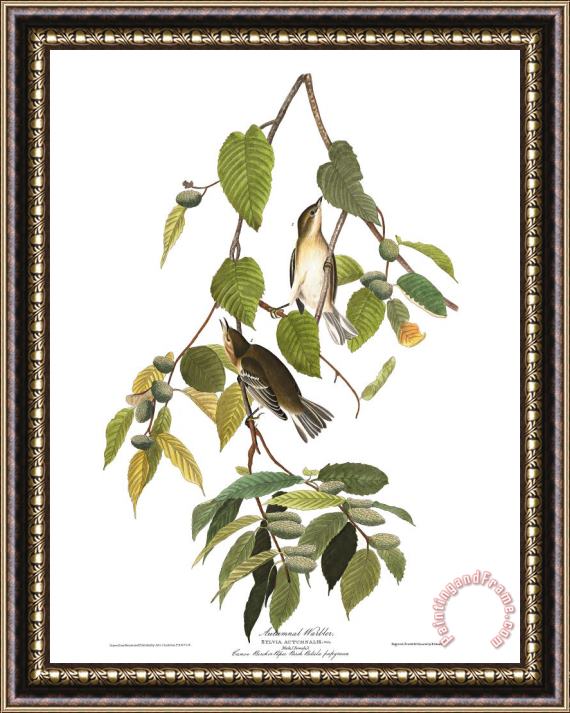 John James Audubon Autumnal Warbler Framed Print