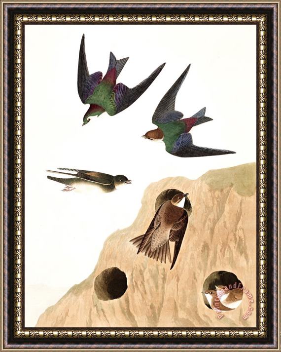John James Audubon Bank Swallow, Or Violet Green Swallow Framed Painting