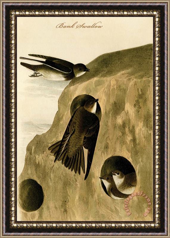 John James Audubon Bank Swallow Framed Painting