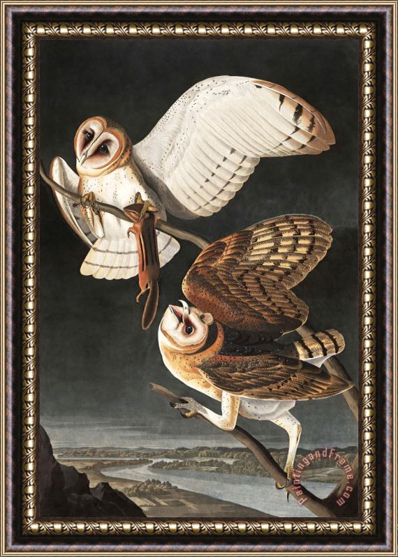 John James Audubon Barn Owl Framed Print