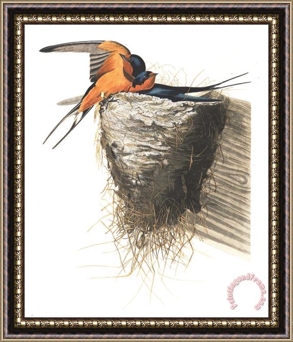 John James Audubon Barn Swallow Framed Painting