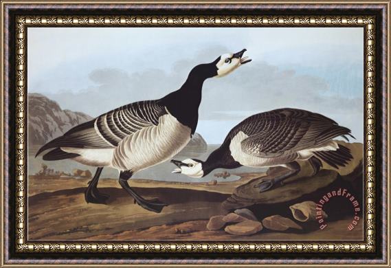 John James Audubon Barnacle Goose Framed Painting
