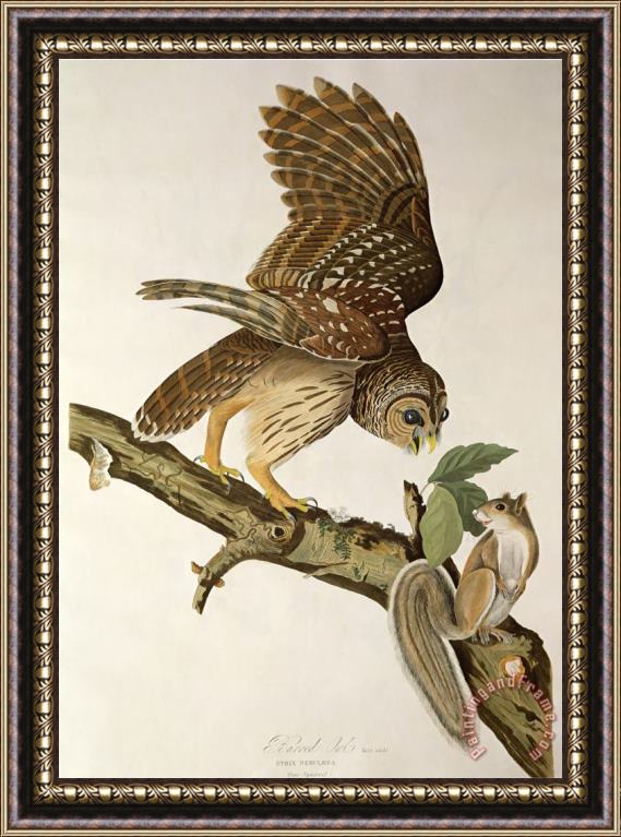 John James Audubon Barred Owl From Birds of America Framed Print