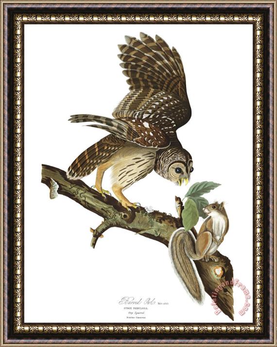 John James Audubon Barred Owl Framed Painting