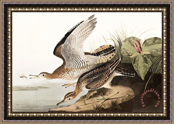 John James Audubon Bartram Sandpiper Framed Painting