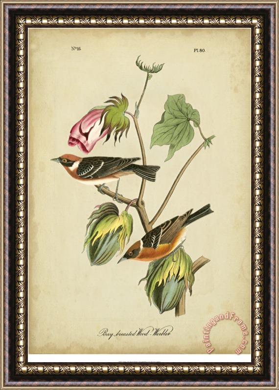 John James Audubon Bay Breasted Warbler Framed Painting