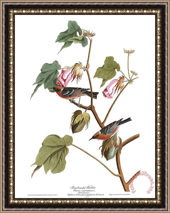 John James Audubon Bay Breasted Warbler Framed Print