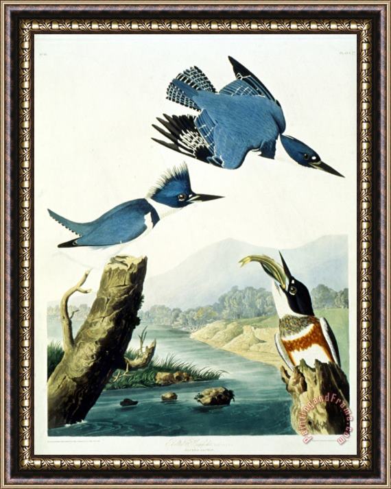 John James Audubon Belted Kingfisher Framed Painting
