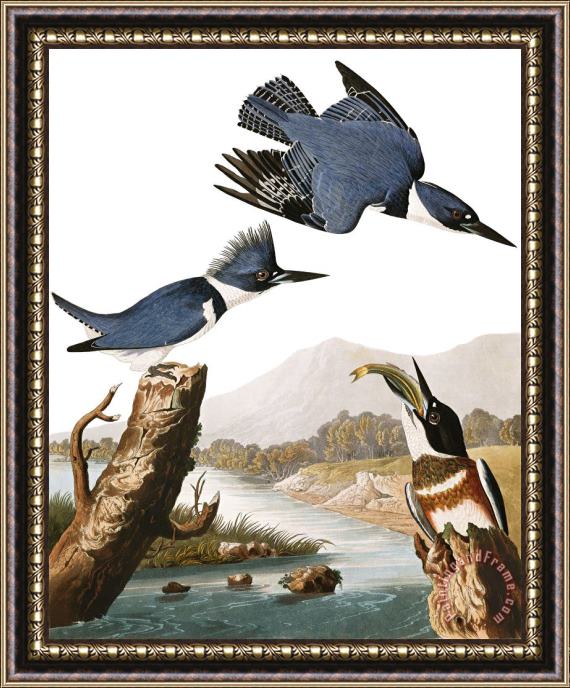 John James Audubon Belted Kingfisher Framed Painting