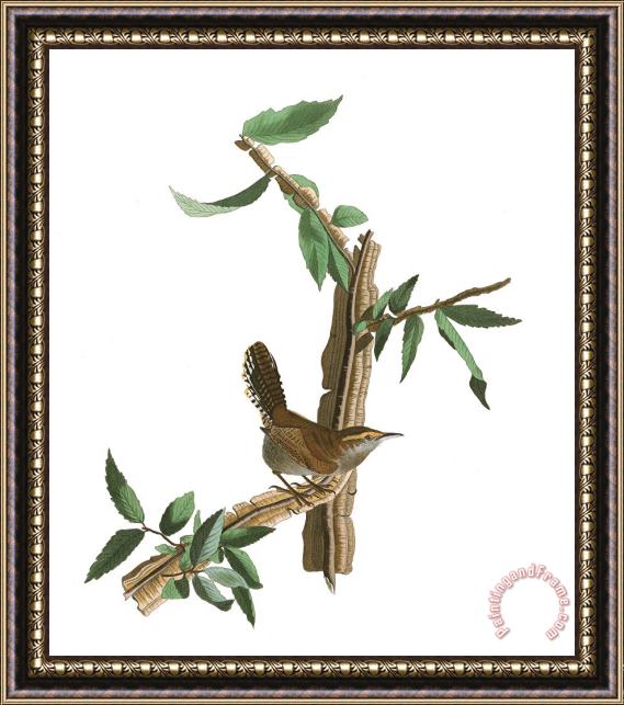 John James Audubon Bewick's Wren Framed Painting