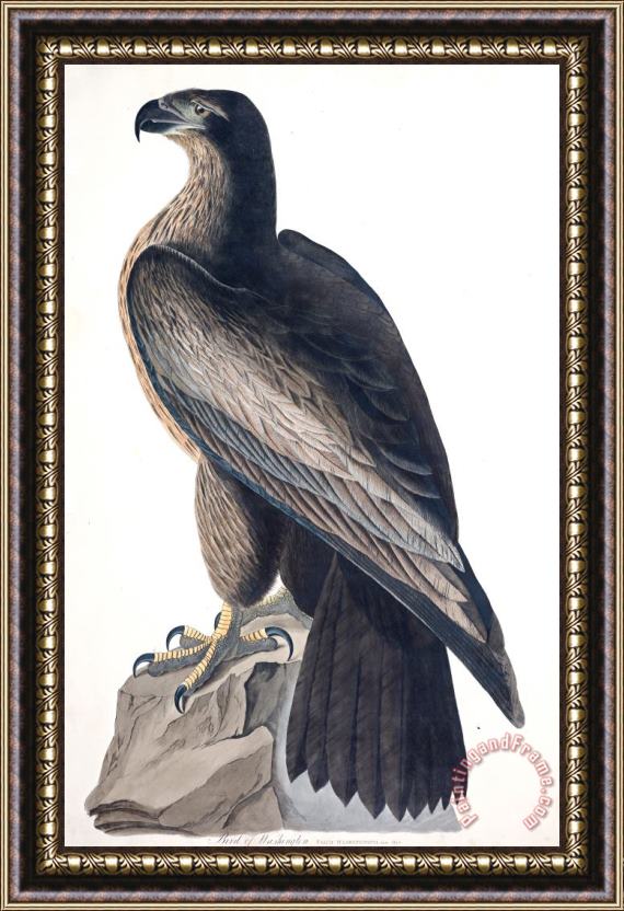John James Audubon Bird of Washington Framed Painting