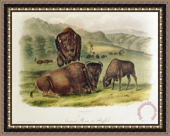 John James Audubon Bison From Quadrupeds of North America 1842 5 Framed Print